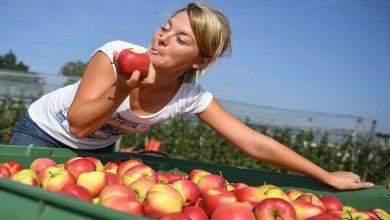 Photo of قشور التفاح قادرة على محاربة أخطر أمراض العصر