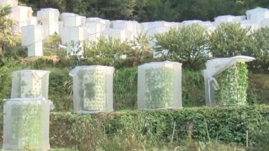 Photo of الصين تزرع الخضروات بتقنية “3D” دون تربة! (فيديو)