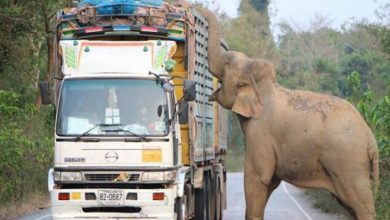 Photo of فيل جائع يقطع الطريق على شاحنات لسرقة الطعام في تايلاند (فيديو)‎