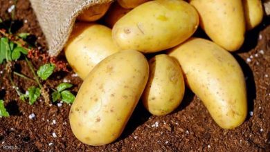 Photo of تحذير.. البطاطس “قد تختفي” من الأسواق