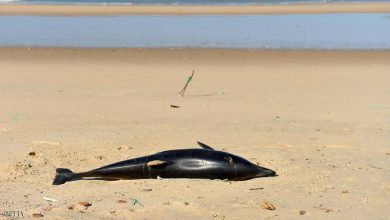 Photo of “مرض يصيب البشر” يدفع الدلافين إلى “الموت على الشاطئ”