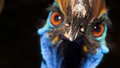 Photo of طائر نادر يقتل صاحبه في ولاية فلوريدا الأمريكية