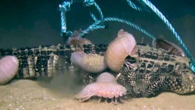 Photo of لقطات مروعة لقشريات عملاقة تلتهم جثة تمساح في أعماق البحر (فيديو)