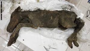 Photo of العثور على دم سائل وبول في جثة مهر عمرها 42 ألف سنة